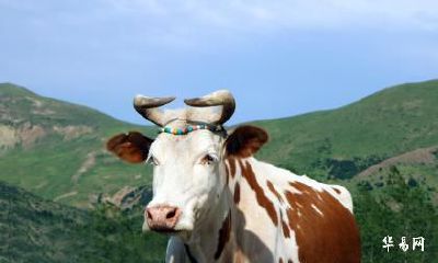 老公属猪我属牛今年2023年生个兔宝宝好不好?