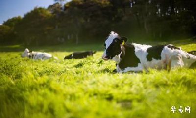 我属龙老公属牛生一个2023年属兔宝宝怎么样?