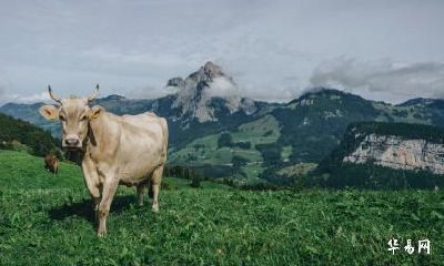 我属马老公属牛在2023年怀孕生小孩好吗?