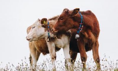 我属羊我老公属牛2023年兔年怀孕生宝宝合适吗?