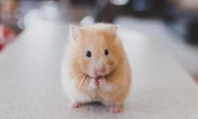 2020年属鼠的文昌贵人是什么?2020年属鼠几月出生命好?