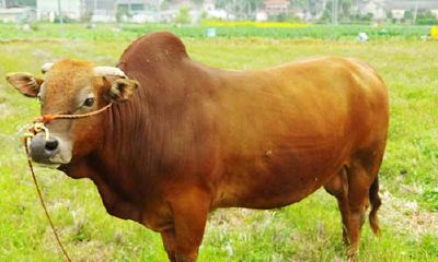 梦见大黄牛在喂草