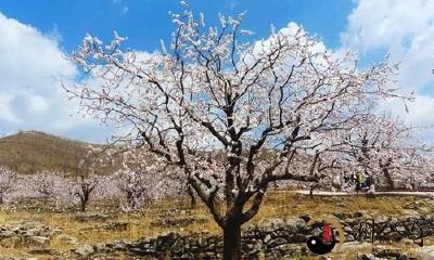 梦见杏树和杏子