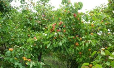 女人梦见满枝的杏子