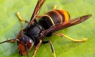 梦到自己被许多虫咬