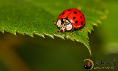 梦到大众甲壳虫