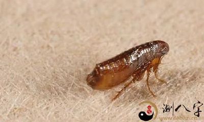 梦到自己棉裤里边有跳蚤