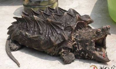 梦到百年老字号鳄龟