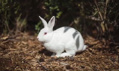 男鼠女兔相配吗?属兔的人哪天出生好?