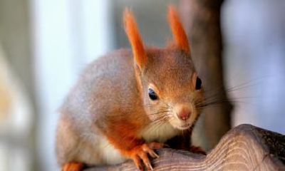 生肖鼠的贵人是什么生肖?贵人是什么意思?