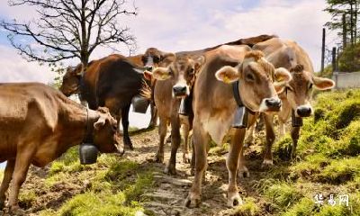 癸卯2023年农历六月属牛人哪天结婚最好?