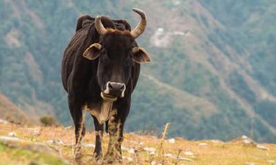 属牛的爱情底线是什么