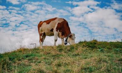 属牛的人有哪些不为人知的秘密?