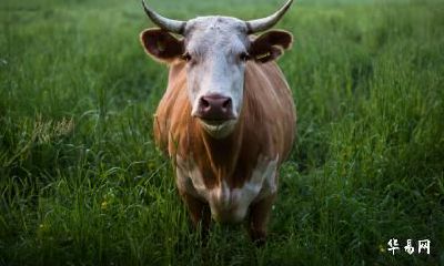 属牛人适不适合在2023年跟属鸡人结婚?