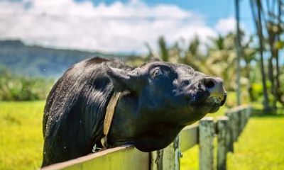 属牛的人有哪些性格特点?