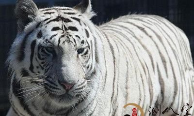 梦见白色老虎狮子