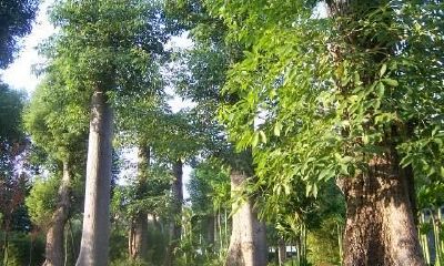 梦到种高粱成长为一棵大树