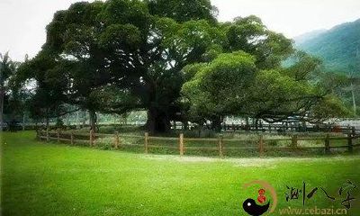 梦见别人送我一棵树