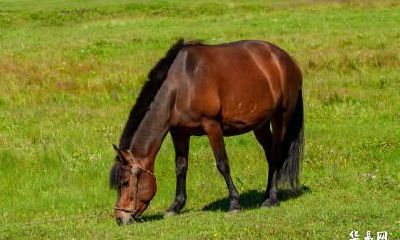 属马人可不可以在2023年跟属牛人结婚?2023年结婚好吗?