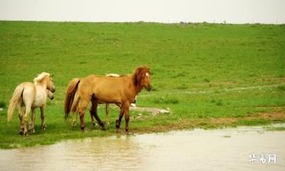 2023年适不适合属马人跟属虎人结婚?属马跟属虎结婚好吗?