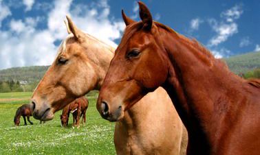 2022年属马的贵人和小人是谁?属马人有偏财运吗?