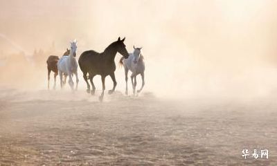 2023年属马人会不会婚姻破裂离婚?2023年属马人婚姻要防备小三吗?