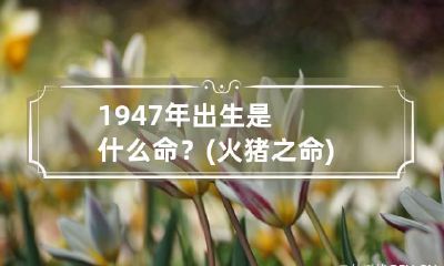 1947年出生是什么命?(火猪之命) 1948年的猪是什么命