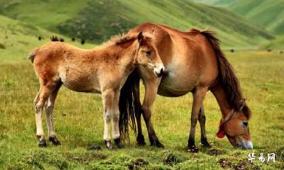 我属狗老公属马2023年生兔宝宝好吗?