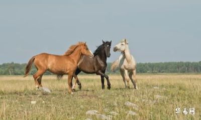 我属兔老公属马适不适合在2023年要小孩?