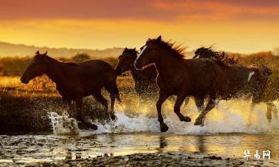 我属鼠老公属马可以在2023年生一个属兔的孩子吗?