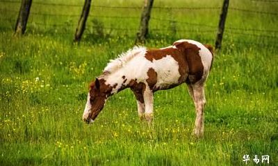 生肖属马的人可不可以在2023年兔年结婚?