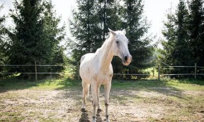 2023年属马人要一个属兔的宝宝好吗?可以生宝宝吗?