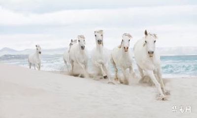 2002年21岁的生肖属马人2023年整体运势分析