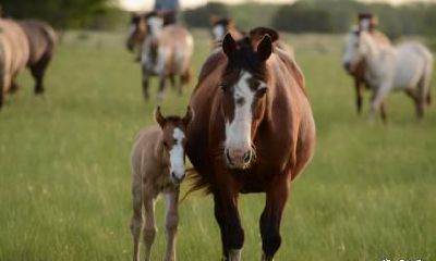 属马男在2023年结婚好吗?忌讳跟什么属相结婚?