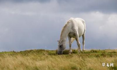 我属虎老公属马2023年怀孕生属兔的宝宝怎么样?