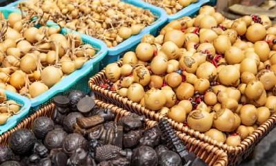 属马人专属的吉祥风水鱼是什么