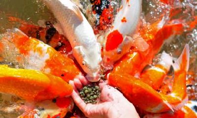 属马的人会因为什么疯狂