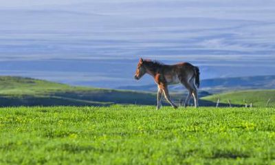 1954年属马的人2017年运程
