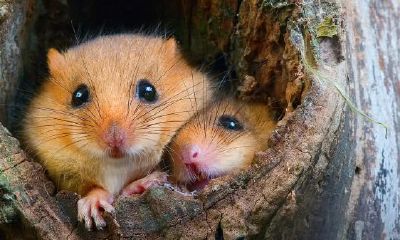 属鼠的6合贵人是什么属相