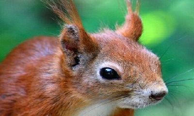 72年属鼠50岁运程有大灾吗