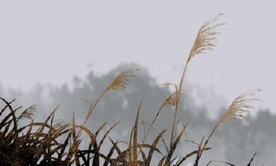 2023年适宜结婚八字