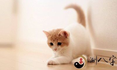 梦见猫眼睛瞎了