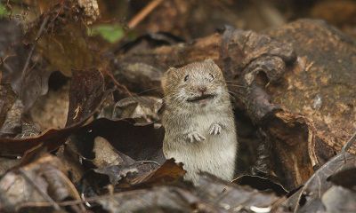 老公属鼠我自己属蛇今年2022虎年适合怀孕生孩子吗?
