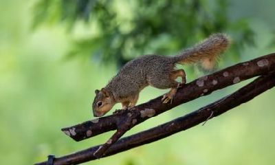 2020年出生的属鼠的男孩取名大全