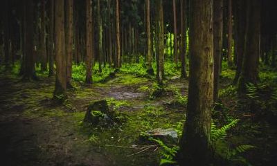 2019年中元节出生的女孩五行缺火取名,八字好运吉利的名字