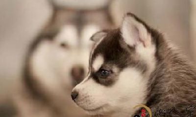 梦见小奶狗咬我手指