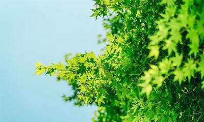 2020年腊月二十出生男孩五行缺火名字推荐大全