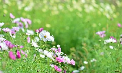 2019年小暑出生男孩五行缺金起名大全