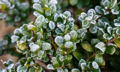 2019猪年小暑节气出生的宝宝取名乳名推荐