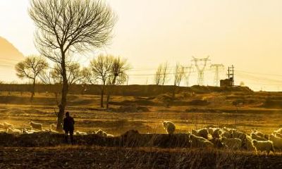 2020年正月二十一出生五行缺金男孩起名